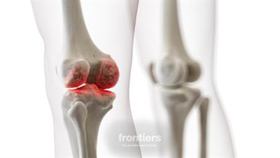 Cover image for research topic "Bone and Cartilage Diseases – The Role and Potential of Natural Products, Volume II"