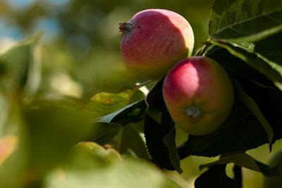 Cover image for research topic "Genetic and Epigenetic Regulation of Disease Resistance in Horticultural Plants"