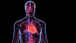 Cover image for research topic "Pathogenesis and Pharmacology of Metabolic Cardiomyopathy"
