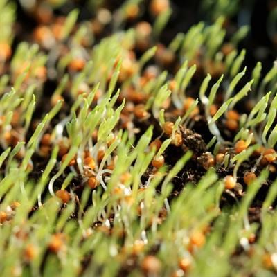 Cover image for research topic "Plant Nutrient Use Efficiency in the Era of Climate Change"
