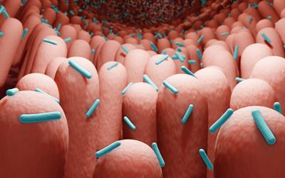 Cover image for research topic "Getting a Better Understanding of Host and Microbiome Associations using Multi-omics Approaches such as Metabolomics and Microbiome Sequencing"