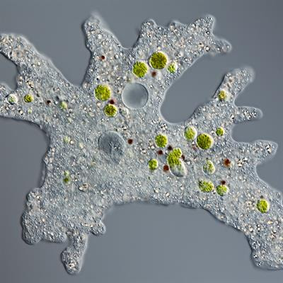 Cover image for research topic "New advances in the biology and pathogenesis of free-living amoebae"