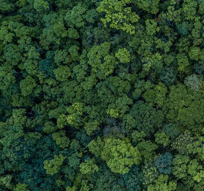 Cover image for research topic "Approaches for Modelling the Effects of Climate Change on the Productivity and Growth in Managed Forest Resources for Timber Production"