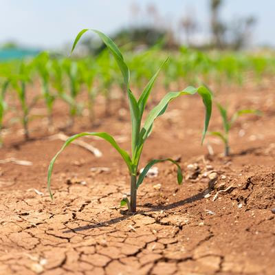 Cover image for research topic "From Classical Breeding to Modern Biotechnological Advancement in Horticultural Crops - Trait Improvement and Stress Resilience"