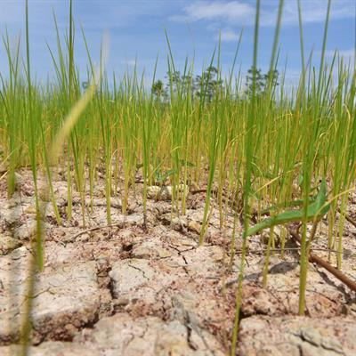Cover image for research topic "Neglected and Underutilized Crop Species for Sustainable Food and Nutritional Security:Prospects and Hidden Potential"