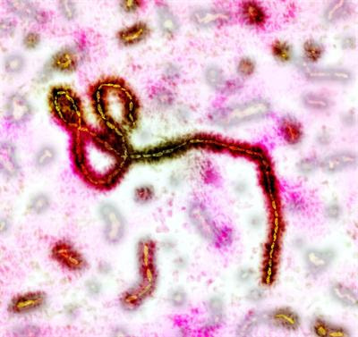 Cover image for research topic "Understanding Ebola: a global health challenge"