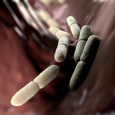 Cover image for research topic "Biotechnological Applications of Lactic Acid Bacteria"