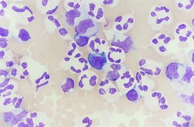 Cover image for research topic "Inflammation and Immunomodulation in Veterinary Medicine"