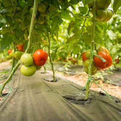 Cover image for research topic "Formation, Regulation and Affecting Factors of Fruit Quality of Horticultural Crops"