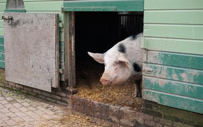 Cover image for research topic "Animal Emerging and Reemerging Diseases"