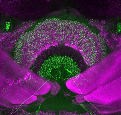 Cover image for research topic "The insect central complex - from sensory coding to directing movement"