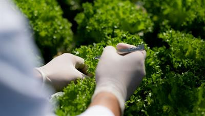 Cover image for research topic "New Germplasm Resources, Biotechnologies, and Their Applications in Vegetable Research"