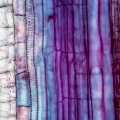 Cover image for research topic "Rhizospheric Interactions: Integrating Plant-Microbe Signaling During Stresses"