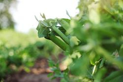 Cover image for research topic "Genetic Characterization of Yield- and Quality-Related Traits in Legumes"
