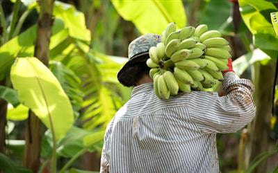 Cover image for research topic "Microbial Interaction with Banana: Mechanisms, Symbiosis, and Integrated Diseases Control"