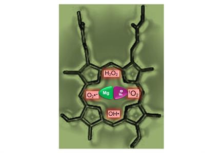 Cover image for research topic "Tetrapyrrole metabolism and redox homeostasis"