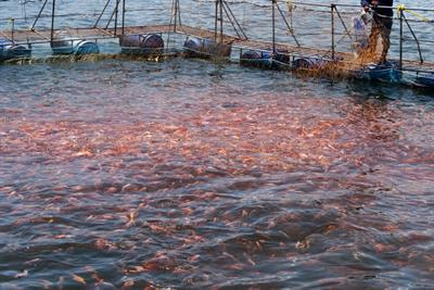 Cover image for research topic "Environmental Regulation and Restoration of Aquaculture Systems"