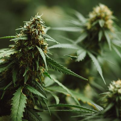Cover image for research topic "Medicinal Cannabis: Evolution of Therapeutic Use, Future Approaches and Other Implications, Volume II"
