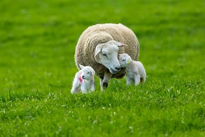 Cover image for research topic "Application of Omics Technologies to Improve Robustness and Resilience in Livestock Species"