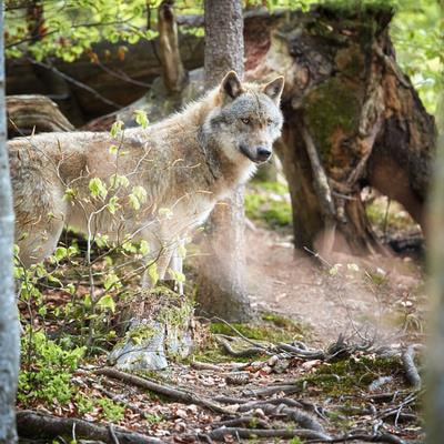 Cover image for research topic "Rewilding in Practice"