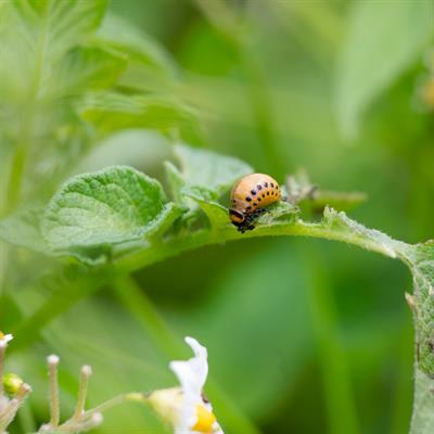 Cover image for research topic "Regulation of Plant Immunity by Immune Receptors"