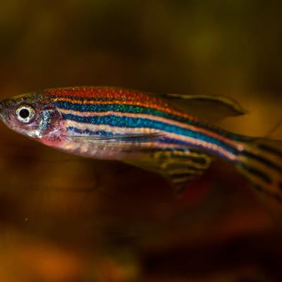 Cover image for research topic "Advances in Morphogenesis and Patterning: Zebrafish as a Model Organism"