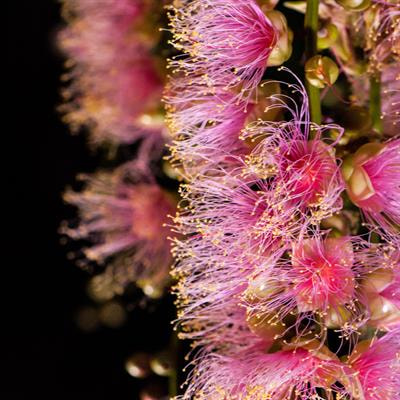 Cover image for research topic "Light, Clock, Flowering, and Hormone Pathways in Attaining Abiotic Stress Tolerance"