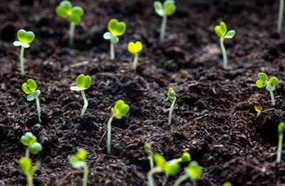 Cover image for research topic "Cover Crops and Green Manures: Providing Services to Agroecosystems"