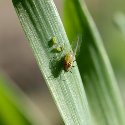 Cover image for research topic "Crop Pest Control and Pollination, volume II"
