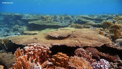 Cover image for research topic "Coral Reef Engineers in a Changing Ocean – Implications for Ecosystem Functions and Services"
