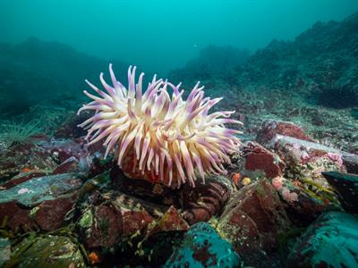 Cover image for research topic "Interactions between the Adaptability of Marine Organisms and Environmental Factors"