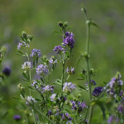 Cover image for research topic "Adaptation Mechanisms of Grass and Forage Plants to Stressful Environments, Volume II"