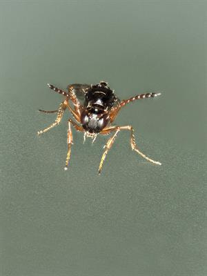 Cover image for research topic "Recent Advances in the Chemical Ecology of Parasitic Hymenoptera"