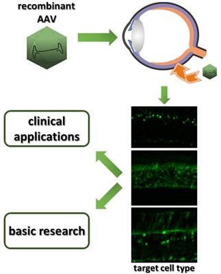 Cover image for research topic "Retinal Gene Therapy: From Basic Research to Translational Studies"