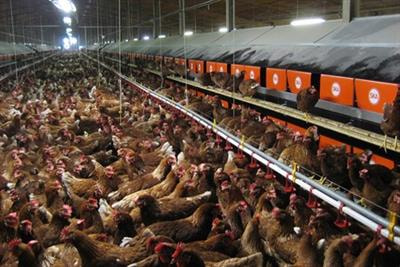 Cover image for research topic "The Evolution of Future Livestock Production Systems"