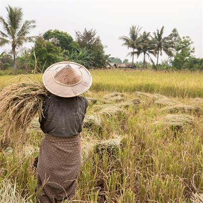 Cover image for research topic "Advances in Cereals and Millets Nutrition Research"