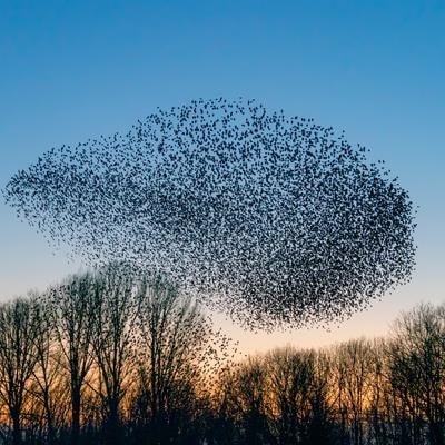 Cover image for research topic "Bird Movements and Migration Under Global Environmental Change: Current and Future Implications."