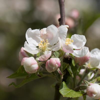 Cover image for research topic "Innovative Technologies and Advancements in Designing Custom-Made Ornamental Plants"