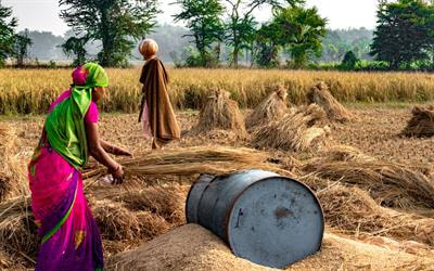 Cover image for research topic "Sustainable Cropping Systems for Small Grain Crops for Smallholder Farmers"