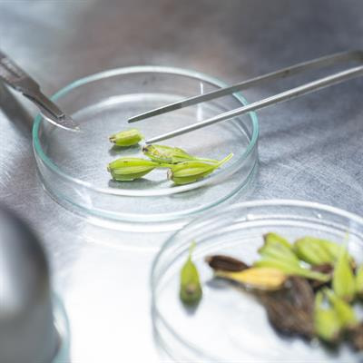 Cover image for research topic "New Analytical Strategies in Plant Metabolites Analysis"