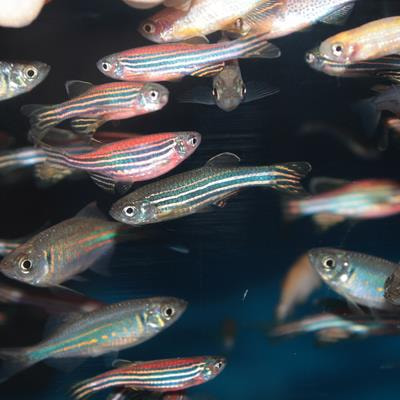 Cover image for research topic "Targeting Innate Immune System and Microbial Community to Control Disease in Aquaculture"