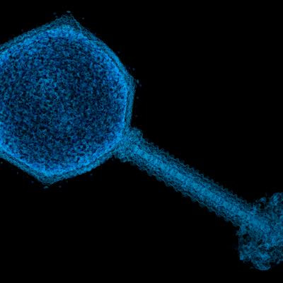 Cover image for research topic "Bacteriophage and Host Interactions"