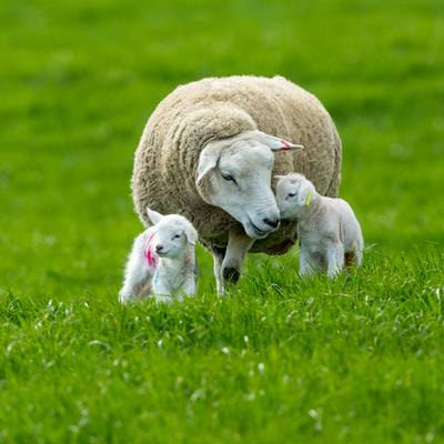 Cover image for research topic "Animal Welfare and the Economic Sustainability of Farms"