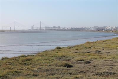 Cover image for research topic "Anthropogenic Impacts in Transitional Systems: Current Advances and Future Perspectives"
