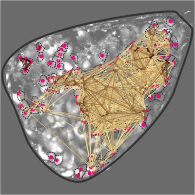 Cover image for research topic "The Function of the Pancreatic Islets and Endocrine Regulation in Health and Diabetes Through the Lens of Network Physiology"