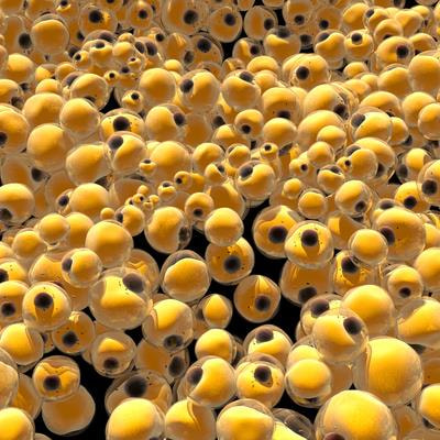 Cover image for research topic "Anti-obesity: Targeting Brown and Beige Adipocytes, Volume II"
