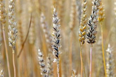 Cover image for research topic "Plant Resistance to Soil-Borne Diseases"