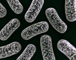 Cover image for research topic "Proteins and Protein-Complexes Underlying Mitochondrial Structure-Function and Metabolism: Implications in Diseases"