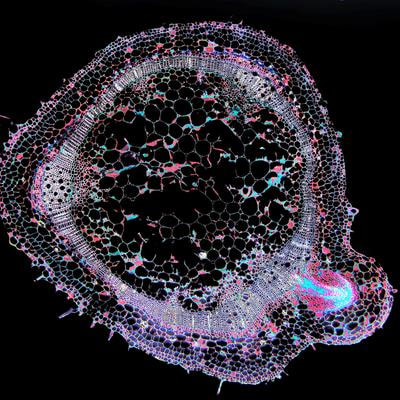 Cover image for research topic "Cooperation of Gene Regulatory Networks And Phytohormones in Cell Development and Morphogenesis"