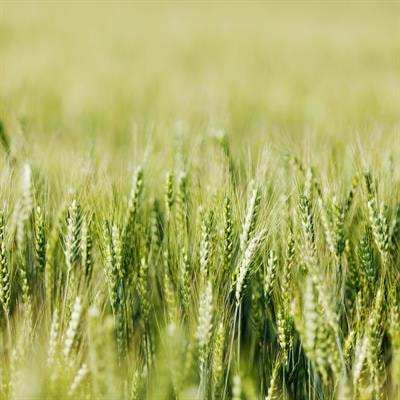 Cover image for research topic "Characterizing and Improving Traits for Resilient Crop Development"